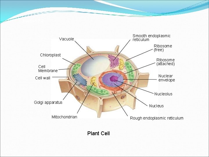 Section 7 -2 Smooth endoplasmic reticulum Vacuole Ribosome (free) Chloroplast Ribosome (attached) Cell Membrane