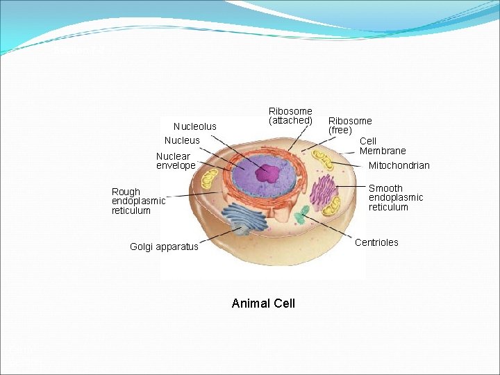 Section 7 -2 Nucleolus Nucleus Ribosome (attached) Nuclear envelope Mitochondrian Smooth endoplasmic reticulum Rough
