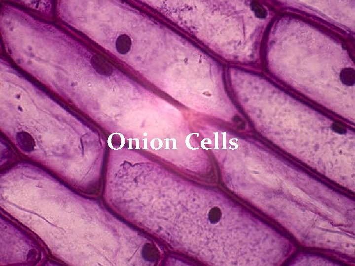 Onion Cells 