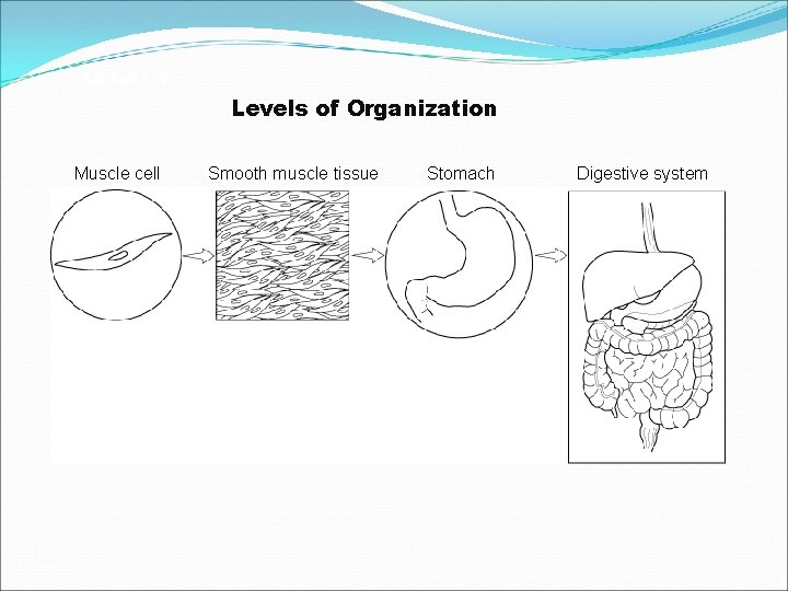 Section 7 - 4 Levels of Organization Muscle cell Go to Section: Smooth muscle
