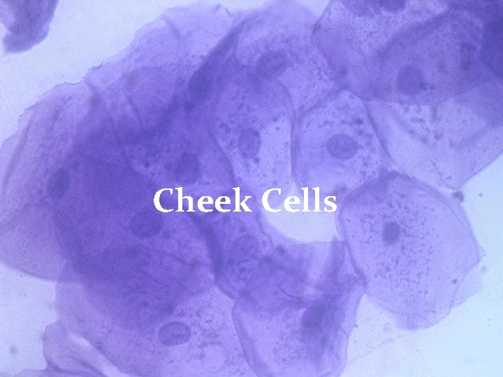 Cheek Cells 