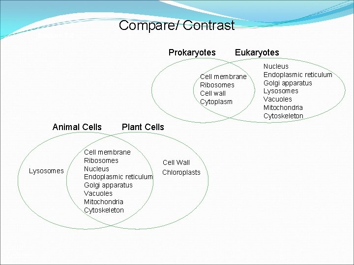 Compare/ Contrast Section 7 -2 Prokaryotes Eukaryotes Cell membrane Ribosomes Cell wall Cytoplasm Animal
