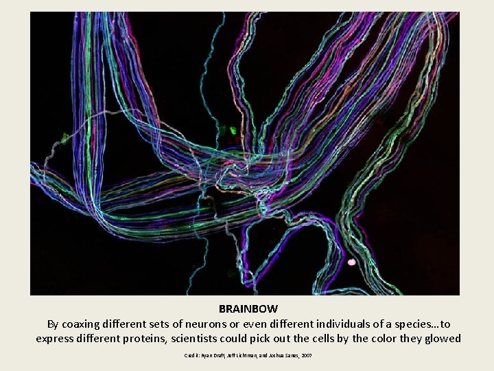 BRAINBOW By coaxing different sets of neurons or even different individuals of a species…to