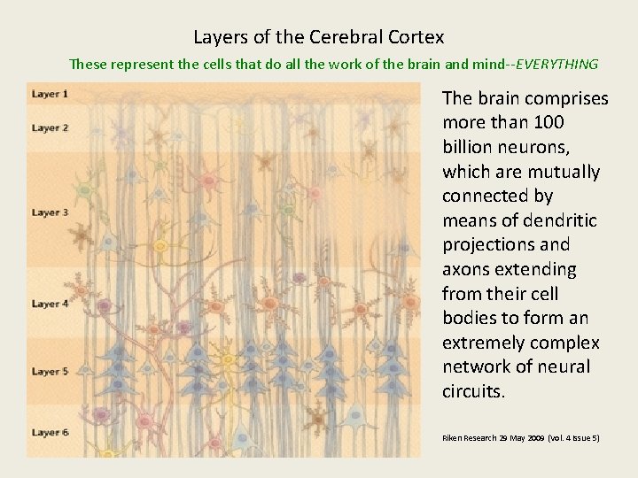 Layers of the Cerebral Cortex These represent the cells that do all the work