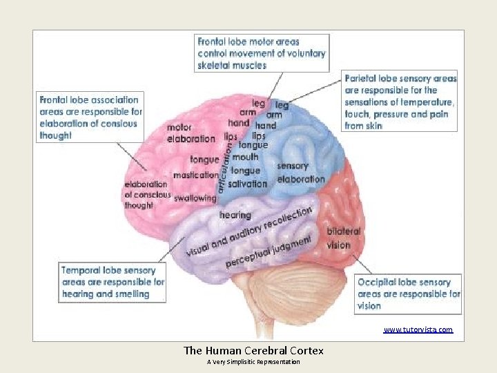 www. tutorvista. com The Human Cerebral Cortex A Very Simplisitic Representation 
