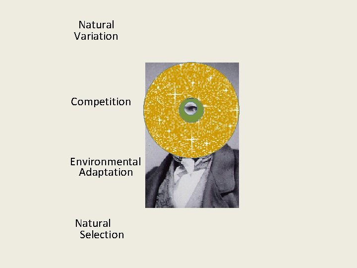 Natural Variation Competition Environmental Adaptation Natural Selection 