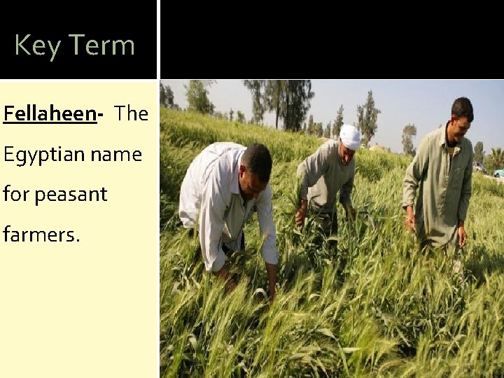 Key Term Fellaheen- The Egyptian name for peasant farmers. 