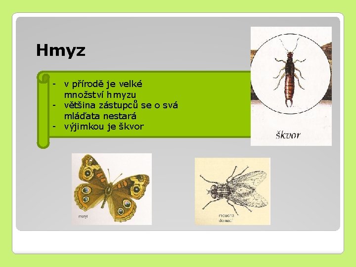 Hmyz - v přírodě je velké množství hmyzu - většina zástupců se o svá