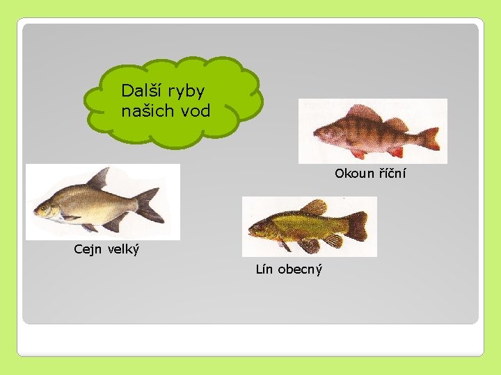 Další ryby našich vod Okoun říční Cejn velký Lín obecný 