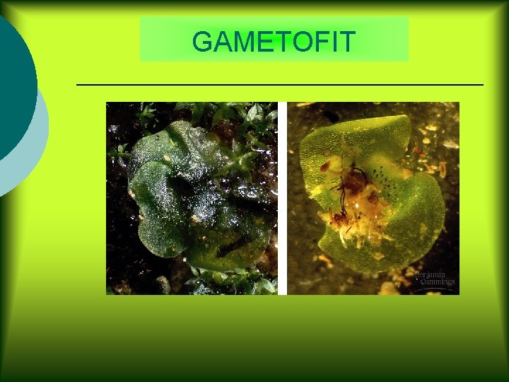 GAMETOFIT 