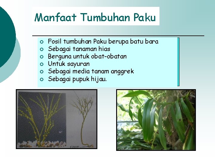 Manfaat Tumbuhan Paku ¡ ¡ ¡ Fosil tumbuhan Paku berupa batu bara Sebagai tanaman