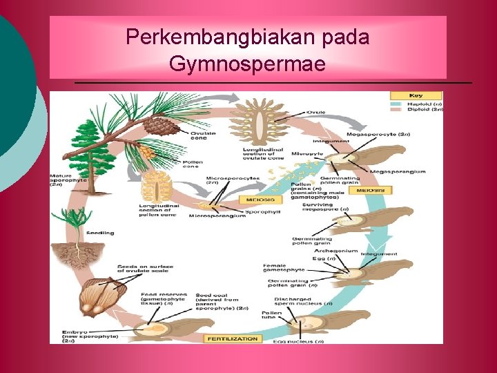 Perkembangbiakan pada Gymnospermae 