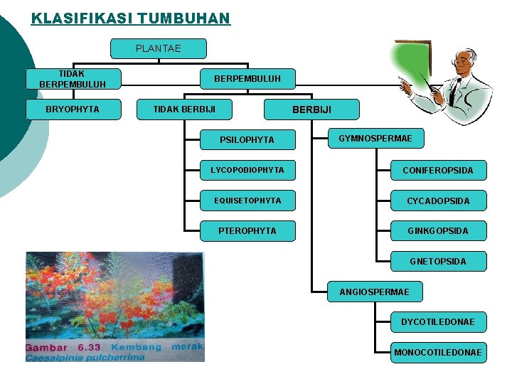 KLASIFIKASI TUMBUHAN PLANTAE TIDAK BERPEMBULUH BRYOPHYTA BERPEMBULUH BERBIJI TIDAK BERBIJI PSILOPHYTA GYMNOSPERMAE LYCOPODIOPHYTA CONIFEROPSIDA