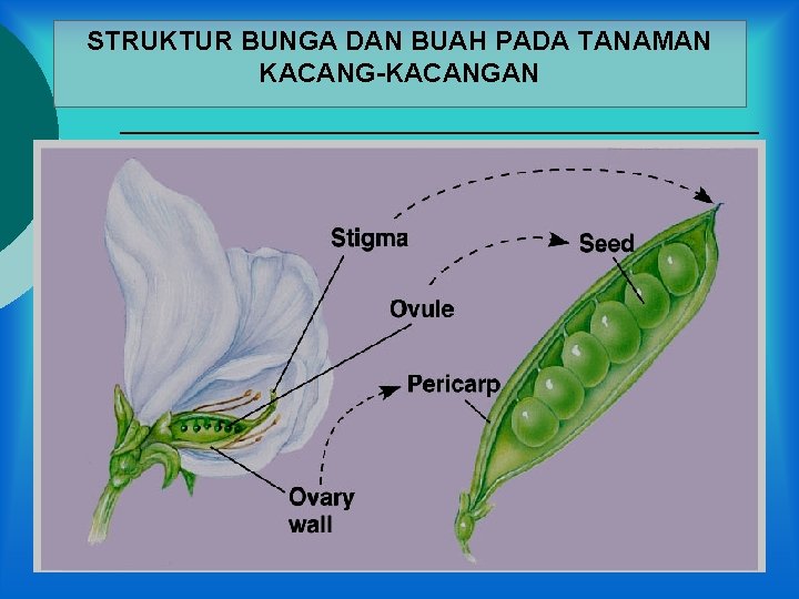 STRUKTUR BUNGA DAN BUAH PADA TANAMAN KACANG-KACANGAN 