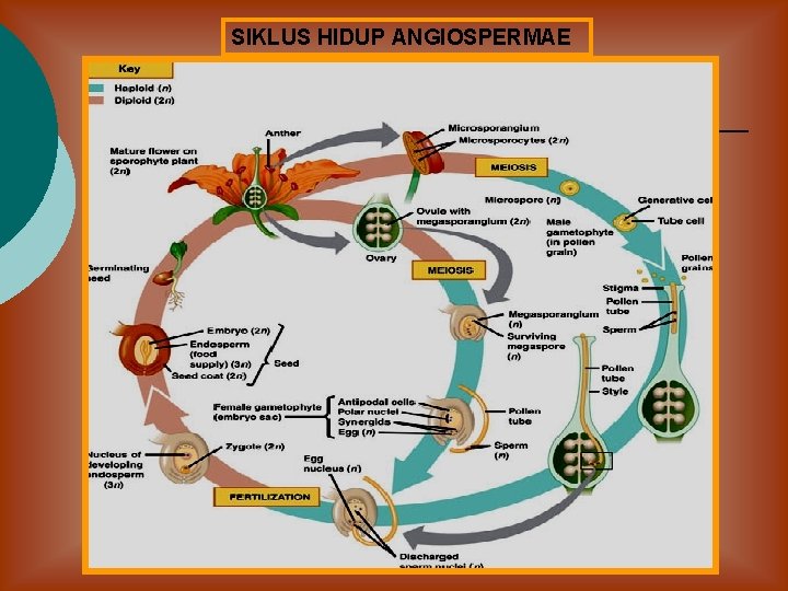 SIKLUS HIDUP ANGIOSPERMAE 