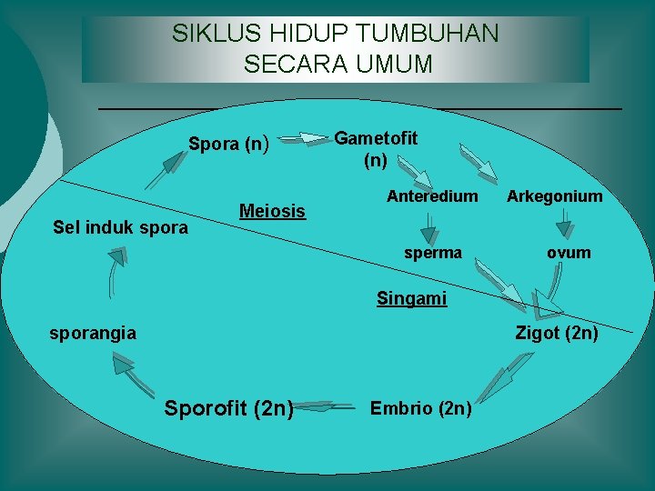 SIKLUS HIDUP TUMBUHAN SECARA UMUM Spora (n) Sel induk spora Meiosis Gametofit (n) Anteredium