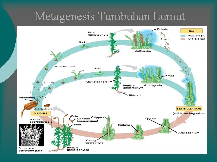 Metagenesis Tumbuhan Lumut 
