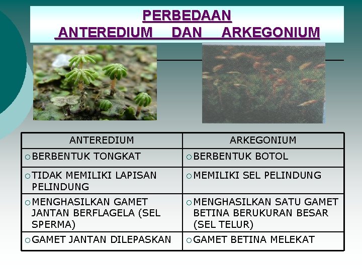 PERBEDAAN ANTEREDIUM DAN ARKEGONIUM ANTEREDIUM ¡ BERBENTUK TONGKAT MEMILIKI LAPISAN PELINDUNG ARKEGONIUM ¡ BERBENTUK