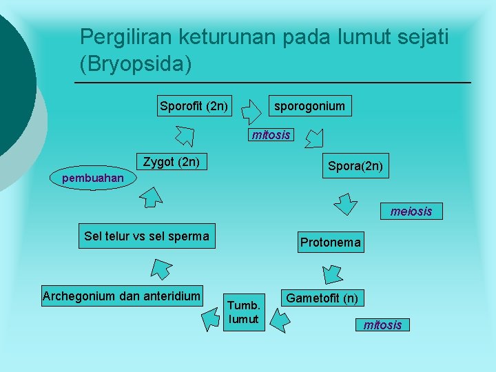 Pergiliran keturunan pada lumut sejati (Bryopsida) Sporofit (2 n) sporogonium mitosis Zygot (2 n)