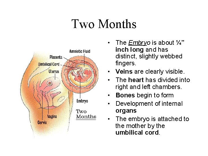 Two Months • The Embryo is about ¼” inch long and has distinct, slightly