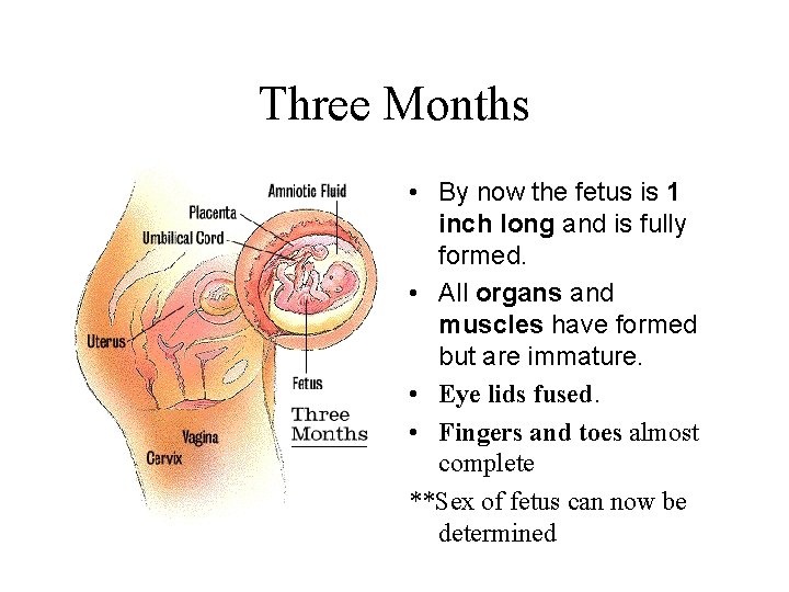 Three Months • By now the fetus is 1 inch long and is fully