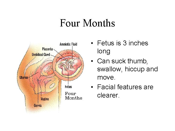 Four Months • Fetus is 3 inches long • Can suck thumb, swallow, hiccup