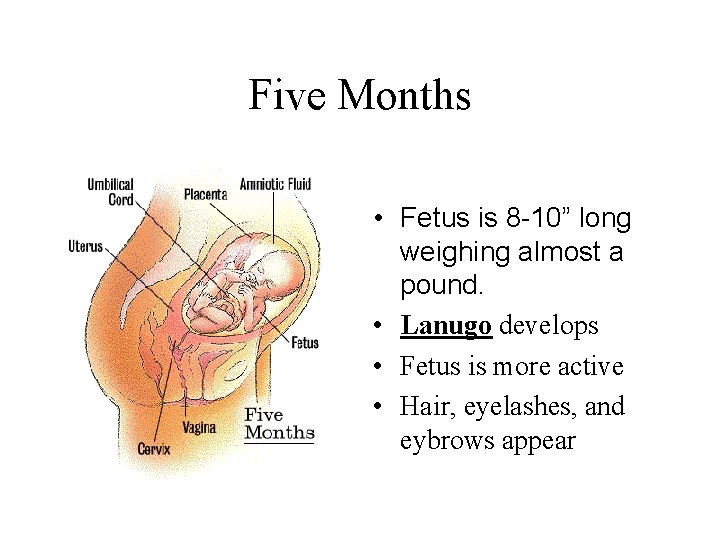 Five Months • Fetus is 8 -10” long weighing almost a pound. • Lanugo