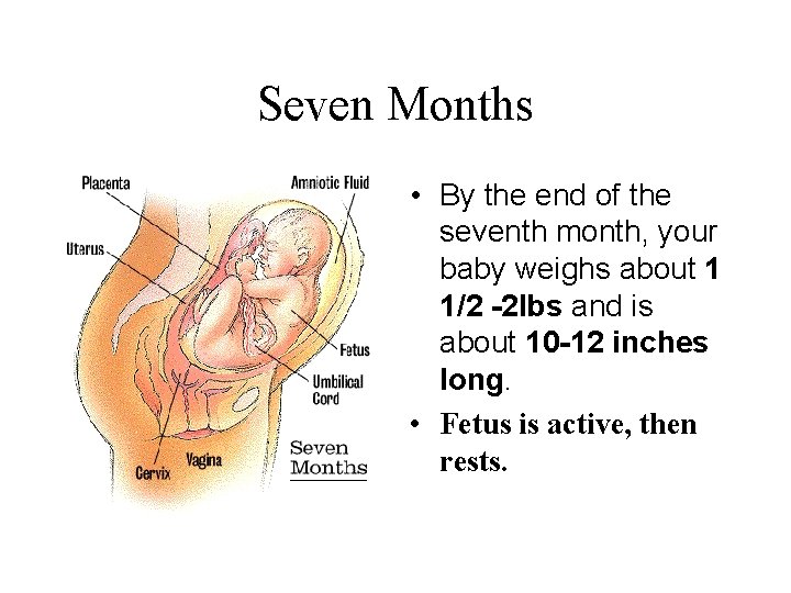 Seven Months • By the end of the seventh month, your baby weighs about