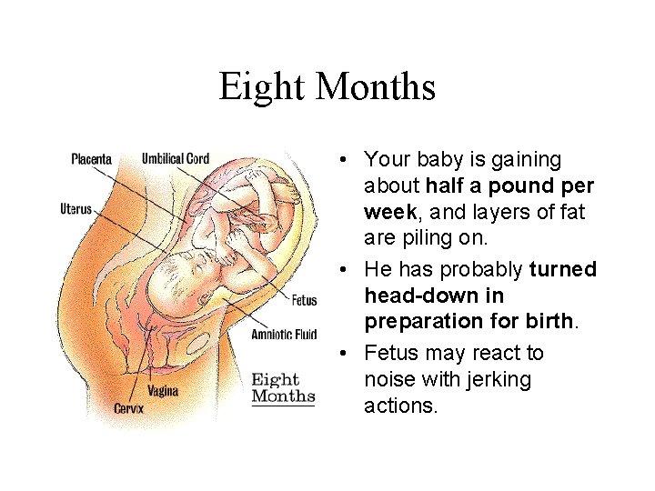 Eight Months • Your baby is gaining about half a pound per week, and