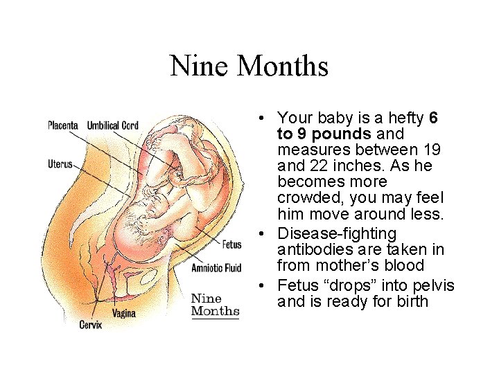 Nine Months • Your baby is a hefty 6 to 9 pounds and measures