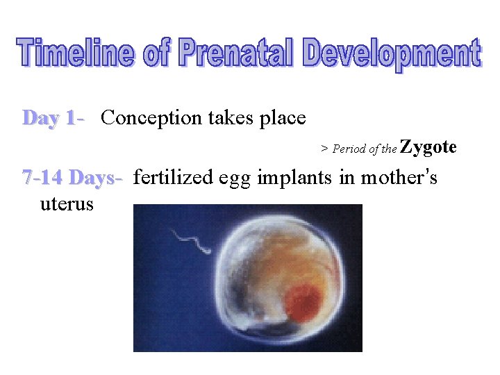 Day 1 - Conception takes place > Period of the Zygote 7 -14 Days-