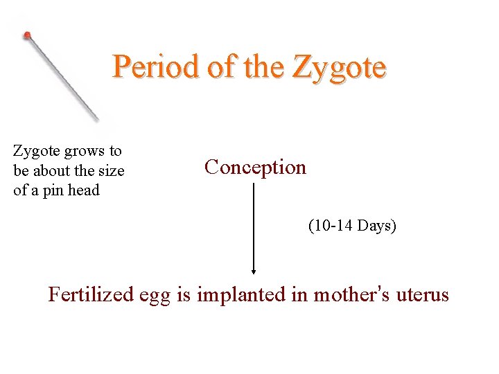 Period of the Zygote grows to be about the size of a pin head