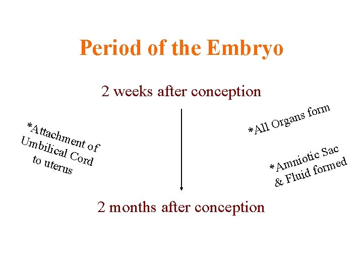 Period of the Embryo 2 weeks after conception *Att achm Umb e ilica nt