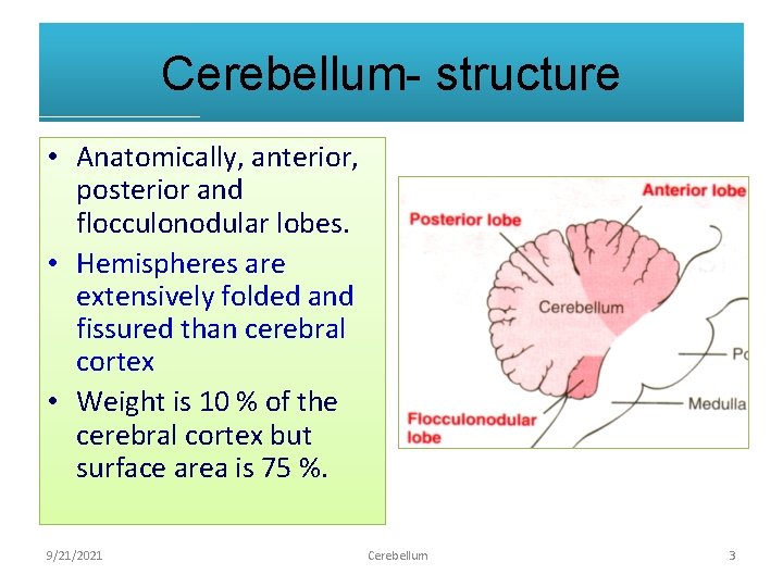 Cerebellum- structure • Anatomically, anterior, posterior and flocculonodular lobes. • Hemispheres are extensively folded