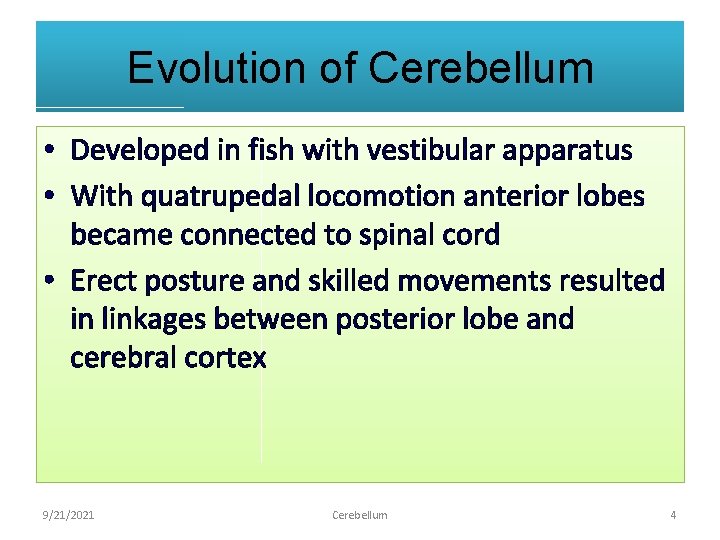 Evolution of Cerebellum • Developed in fish with vestibular apparatus • With quatrupedal locomotion