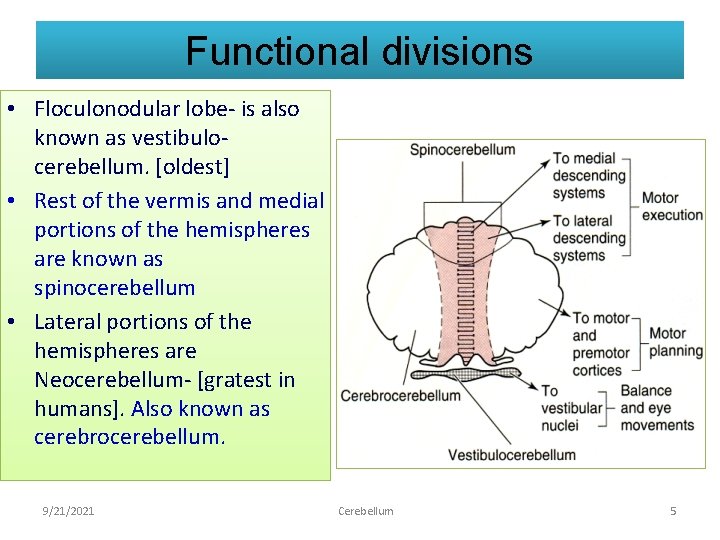 Functional divisions • Floculonodular lobe- is also known as vestibulocerebellum. [oldest] • Rest of