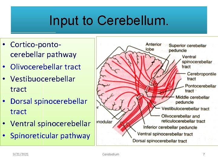 Input to Cerebellum. • Cortico-pontocerebellar pathway • Olivocerebellar tract • Vestibuocerebellar tract • Dorsal