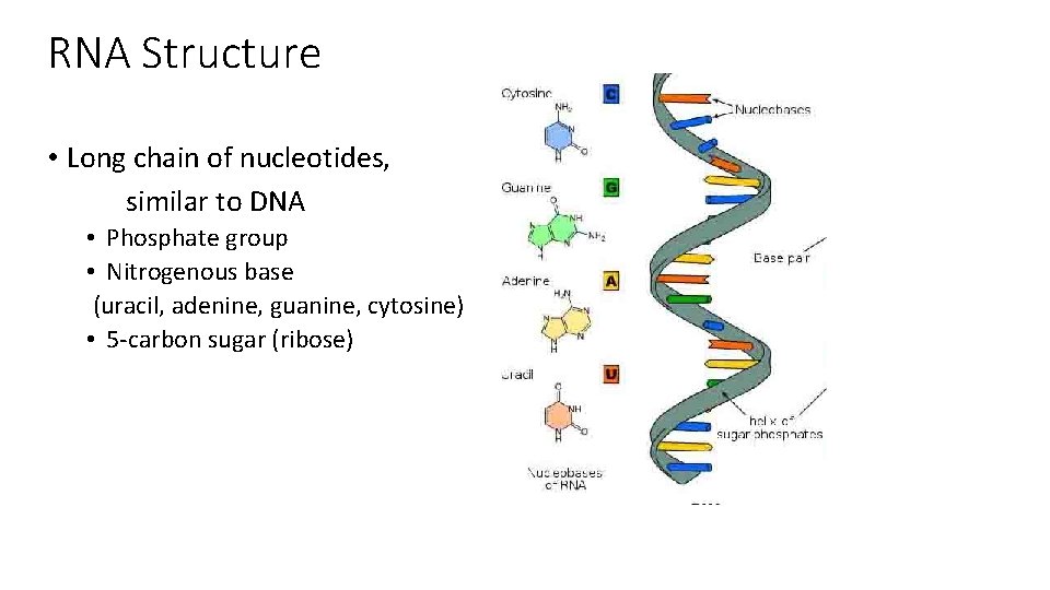 RNA Structure • Long chain of nucleotides, similar to DNA • Phosphate group •