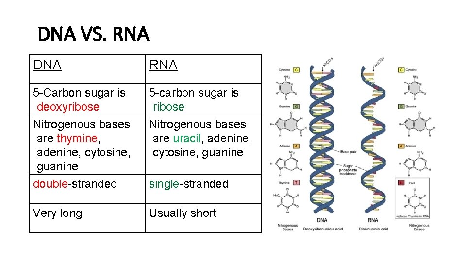DNA VS. RNA DNA RNA 5 -Carbon sugar is deoxyribose 5 -carbon sugar is