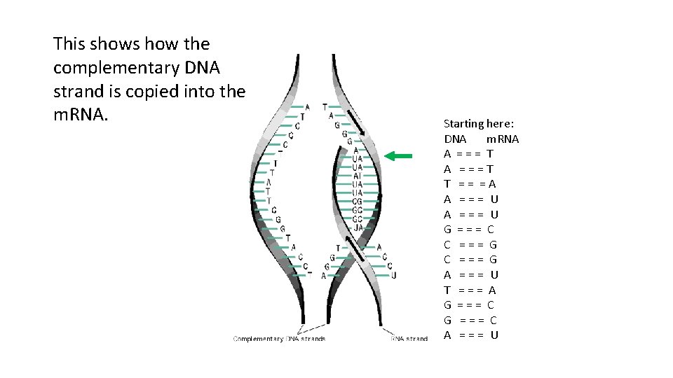 This shows how the complementary DNA strand is copied into the m. RNA. Starting