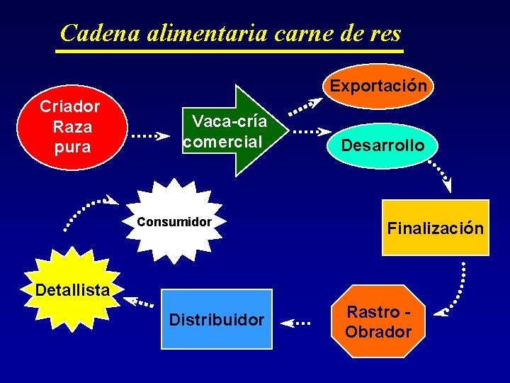 Cadena alimentaria carne de res Exportación Criador Raza pura Vaca-cría comercial Consumidor Desarrollo Finalización