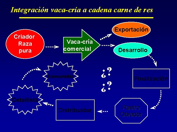 Integración vaca-cría a cadena carne de res Exportación Criador Raza pura Vaca-cría comercial Consumidor