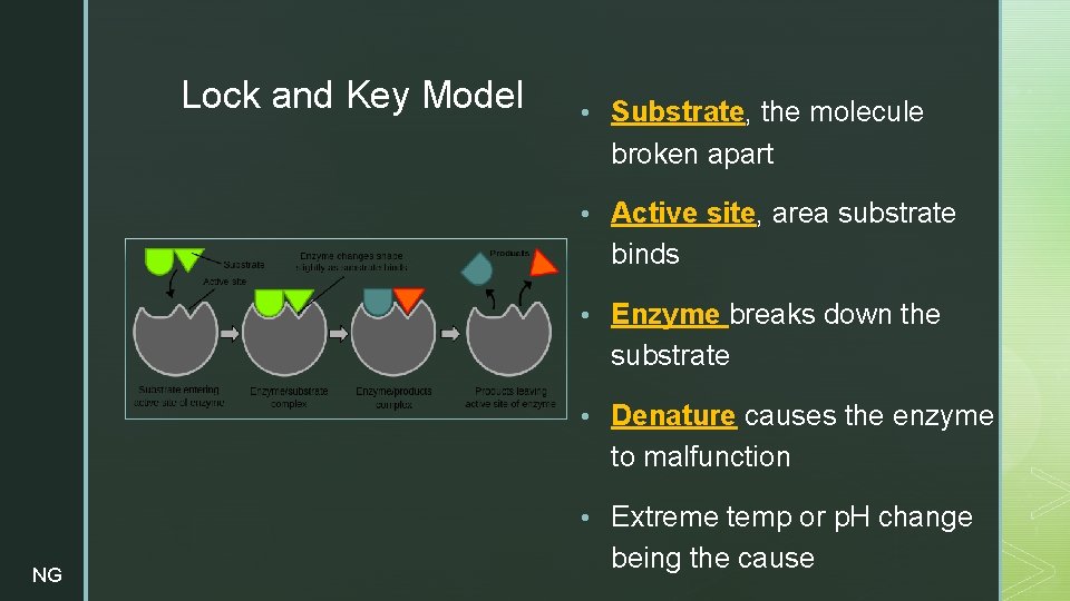z Lock and Key Model • Substrate, the molecule broken apart • Active site,