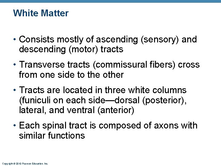 White Matter • Consists mostly of ascending (sensory) and descending (motor) tracts • Transverse