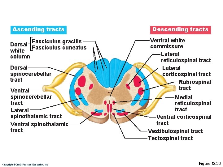 Ascending tracts Fasciculus gracilis Dorsal Fasciculus cuneatus white column Dorsal spinocerebellar tract Ventral spinocerebellar