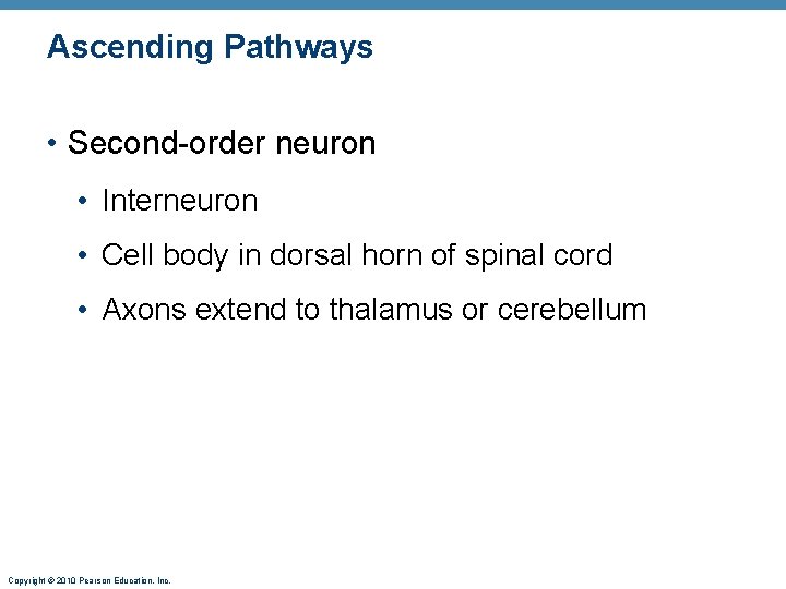 Ascending Pathways • Second-order neuron • Interneuron • Cell body in dorsal horn of