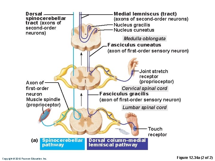 Dorsal spinocerebellar tract (axons of second-order neurons) Medial lemniscus (tract) (axons of second-order neurons)