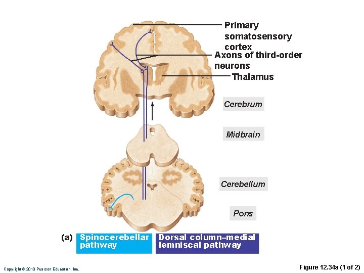 Primary somatosensory cortex Axons of third-order neurons Thalamus Cerebrum Midbrain Cerebellum Pons (a) Spinocerebellar