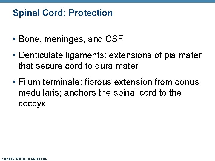 Spinal Cord: Protection • Bone, meninges, and CSF • Denticulate ligaments: extensions of pia