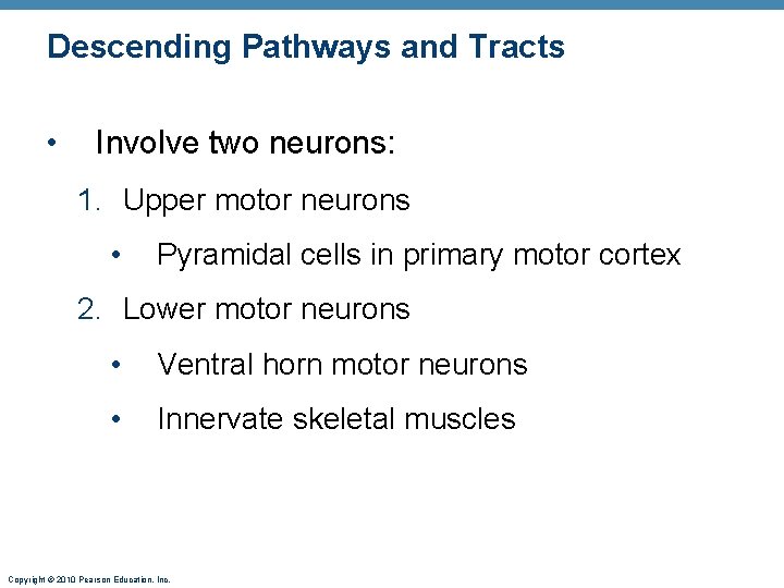 Descending Pathways and Tracts • Involve two neurons: 1. Upper motor neurons • Pyramidal